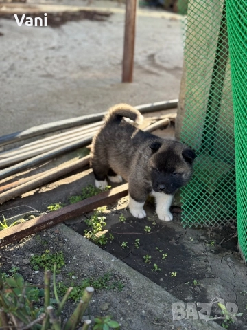 Америкаска акита мъжки и женски, снимка 9 - Акита - 52944490