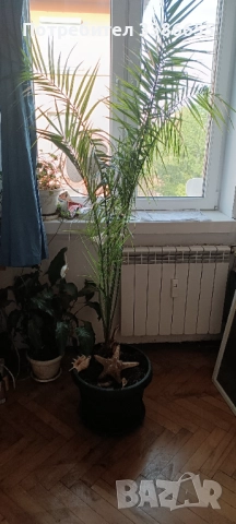 Канарска финикова палма 150-160см, снимка 2 - Стайни растения - 42619350
