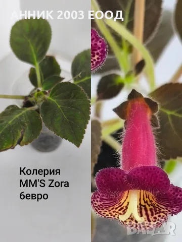 Сортови колерии,еписция и др.