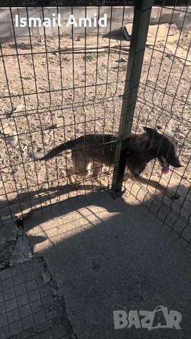 Prodavase Malinoa jenska na 5 meseca  obezparaziten s tri vaksini oblast shumen selo petmogili, снимка 6 - Белгийска овчарка - 56010140