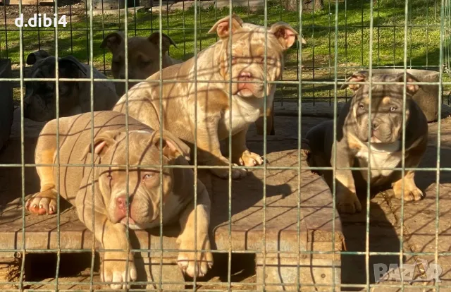 Американско Покет були, снимка 4 - Други - 48992661