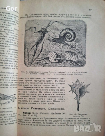 100-годишна антикварна ценност: „Зоология“ (1926) – Изд. Хр. Г. Данов, снимка 7 - Нумизматика и бонистика - 53723683