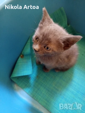 подарявам малки котета, снимка 5 - Други - 51297445