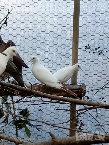 Сенегалски гугутки, снимка 1 - други­ - 51779307