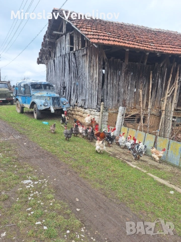 Продавам оплодени яйца от кокошки голошиики, снимка 7 - Кокошки и пуйки - 53650692