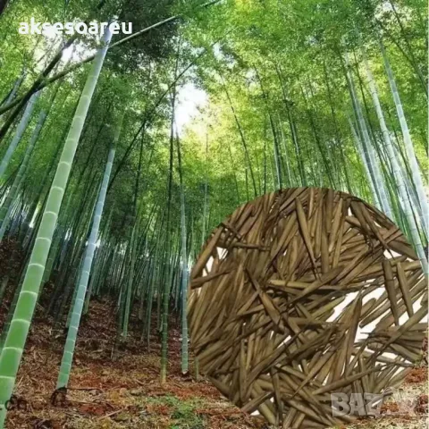 100 броя редки бамбукови семена зелен бамбук Moso-Bamboo мосо бамбо растение за декорация и украса , снимка 2 - Сортови семена и луковици - 48992845