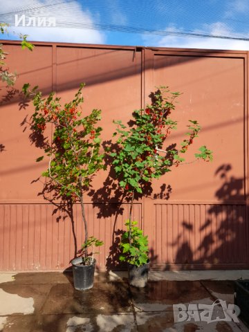 Червено френско грозде- големи растения, снимка 1 - Градински цветя и растения - 41485059