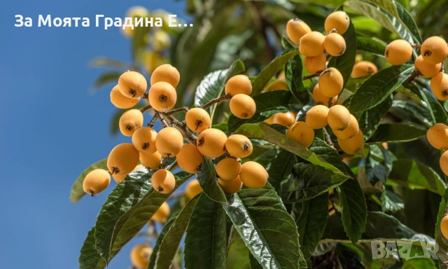 Японска Мушмула 