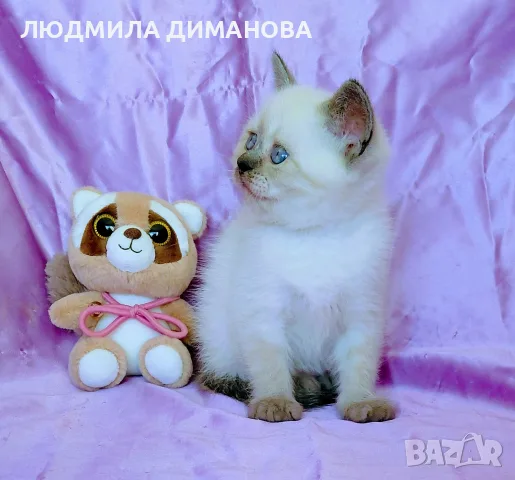 Шотландско момиче със сини очи. , снимка 10 - Британска късокосместа - 56358555