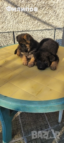 Немски овчарки 