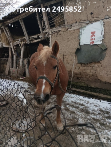 продавам кобила добра и кротка