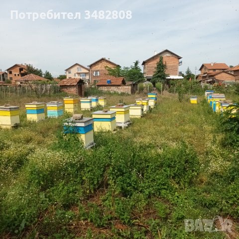 Пчелни семейства( кошери), снимка 6 - За пчели - 40917621