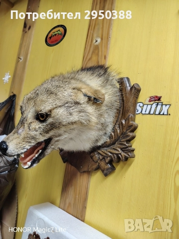 препариран чакал, снимка 3 - Други животни - 52915751