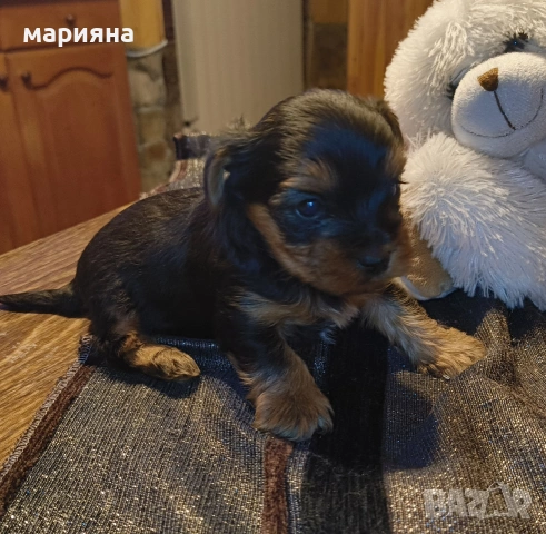 Малък йоркширски господин, снимка 3 - Йоркширски териер - 53622170