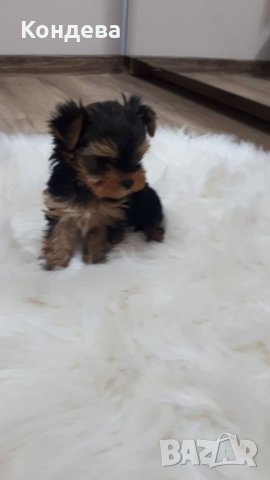 йорки/Йоркширски териери , снимка 2 - Йоркширски териер - 41579780