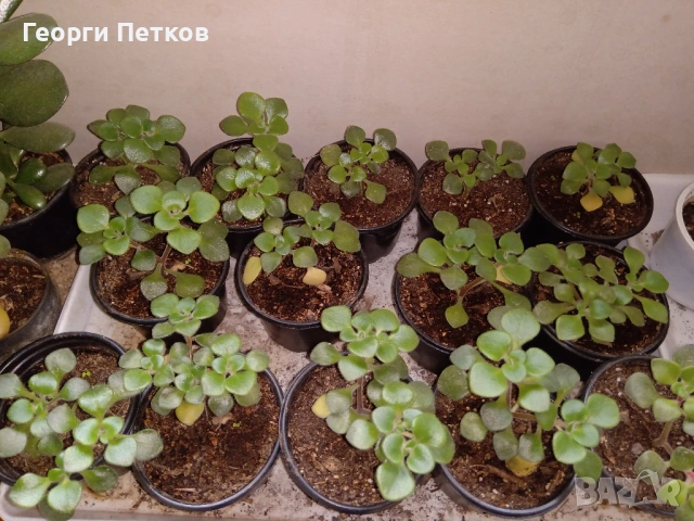 Дървото на Парите (Айхризон), с височина около 10-15 см., снимка 3 - Стайни растения - 53822667