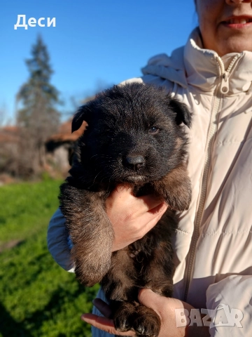 дългокосмести немски овчарки, снимка 2 - Немска овчарка - 52960638