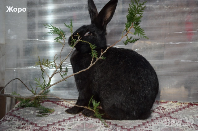 Зайци за разплод, снимка 9 - Други животни - 53611714