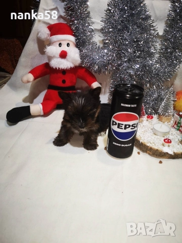 продавам йорки