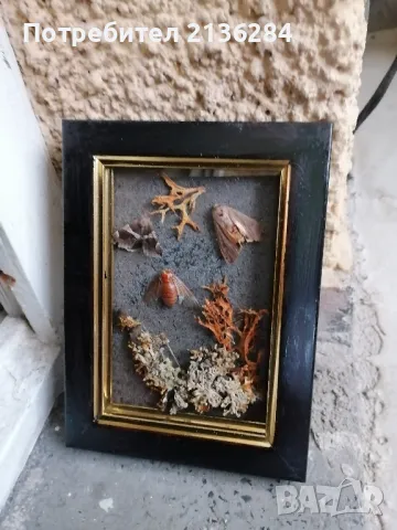 Картини, снимка 4 - Картини - 48669859