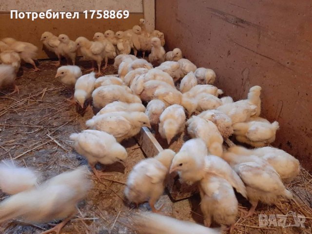 Продавам пилета бройлери в Кокошки и пуйки в гр. Дупница - ID41554937 ...