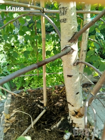 Бреза на формировка пирамида , снимка 16 - Градински цветя и растения - 51471282