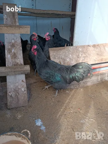 Млади петлета на 6месеца за курбан или отглеждане АВСТРАЛОРП , снимка 2 - Кокошки и пуйки - 47180666