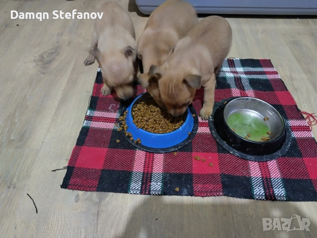 продавам мини пинчер , снимка 3 - Пинчер - 53326752