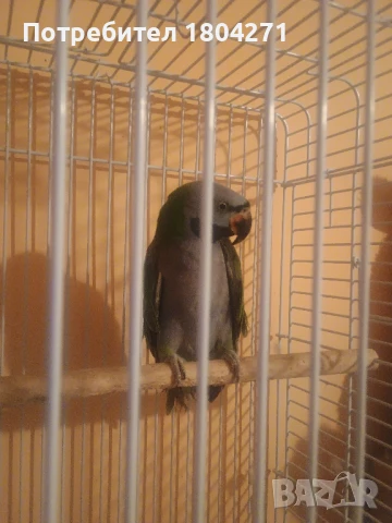 Китайски Александър , снимка 6 - Папагали - 51292952