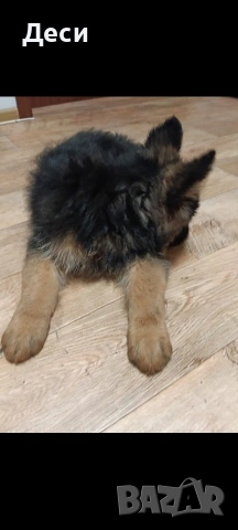 немска овчарка , снимка 3 - Немска овчарка - 53537652