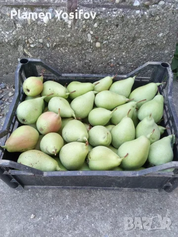 Продава попска круша 