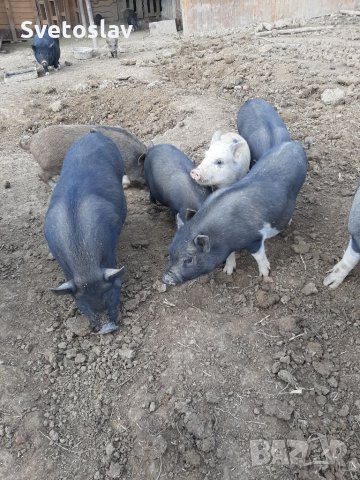 Заплодени свине майки 2 броя, снимка 17 - Прасета - 34457347