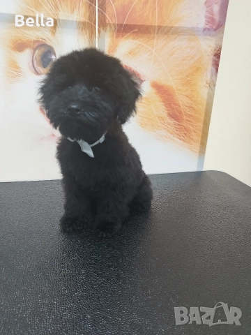 Мини пудел, снимка 4 - Пудели - 52938794