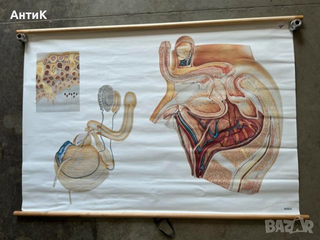 Соц Анатомични Медицински Учебни Плакати, снимка 4 - Антикварни и старинни предмети - 51100738