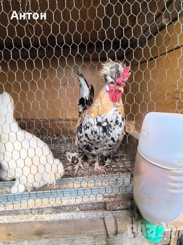 свободни петлета джинки., снимка 9 - Кокошки и пуйки - 53458445