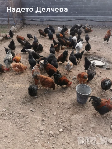 Кокошки и Петли, снимка 2 - Кокошки и пуйки - 53583646