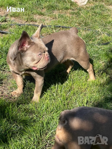 Френски Булдог, снимка 3 - Френски булдог - 53140630