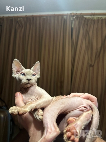 Сфинкс Sphynx, снимка 9 - Сфинксове - 52901293