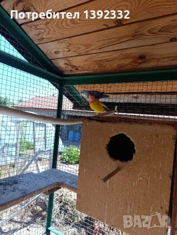 розовобузи неразделки , снимка 1