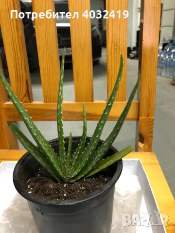 Алое Вера , снимка 2 - Стайни растения - 49821917