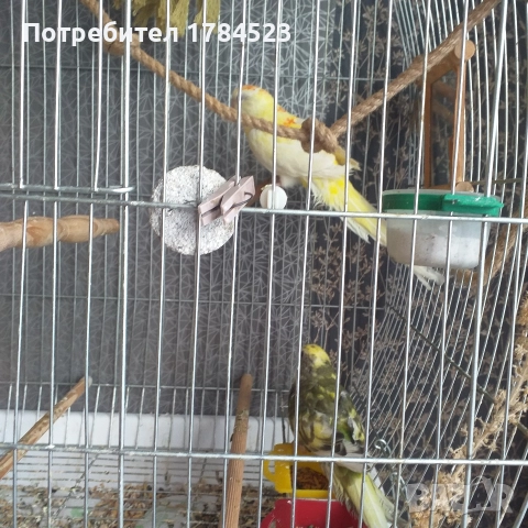 Бебе поен папагал, снимка 3 - Папагали - 52626927