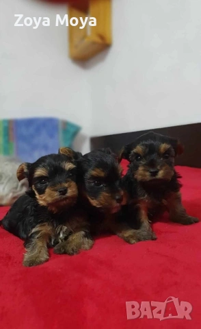 мини йоркширски териер, снимка 3 - Йоркширски териер - 53008463