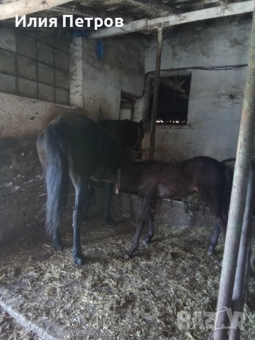 Конче женско 75% фризйка , снимка 5 - Коне - 52164378