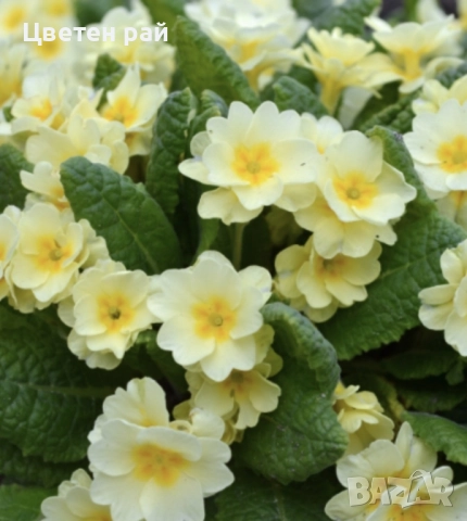 Домашна иглика с грудка , снимка 8 - Градински цветя и растения - 51949012