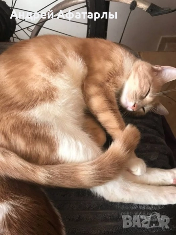 Кастрирани котки, снимка 2 - Други - 52523156