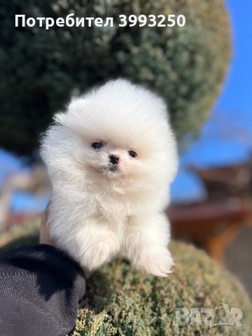 Мини мини Померан, снимка 4 - Померан - 44304488