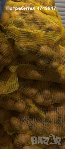 Картофи Сорая , снимка 2 - Сортови семена и луковици - 53786429