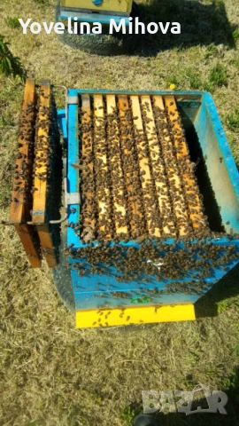 Продавам Пчелни отводки 