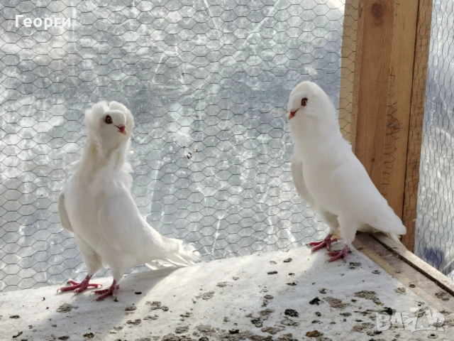 Продавам капуцини