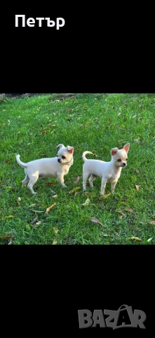 чихуахуа момче и момиче, снимка 4 - Чихуахуа - 52470564